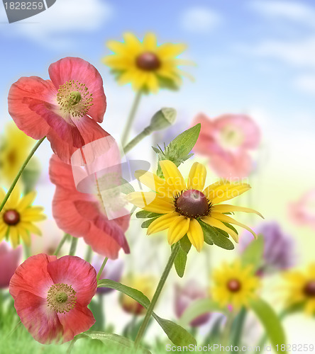 Image of Flowers