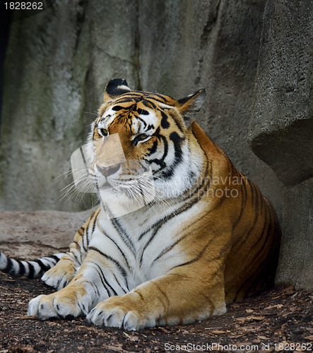 Image of Amur Tiger