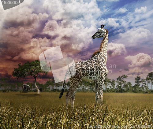 Image of Giraffe At Sunset