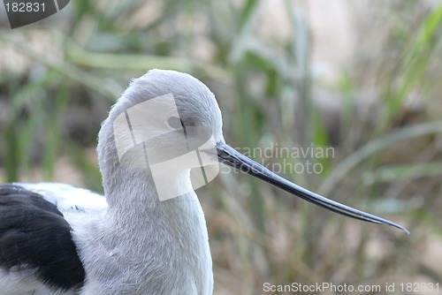 Image of Close up of an American Avocet bird