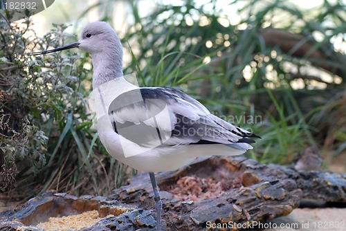 Image of Full view of an American Avocet bird