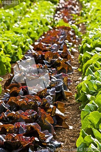 Image of salad cultivation