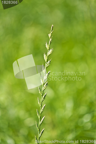 Image of Tall wheatgrass, energy grass 