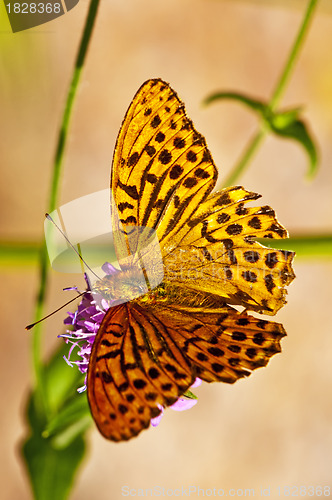 Image of Silver-washed fritillary,Argynnis paphia