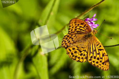 Image of Silver-washed fritillary,Argynnis paphia