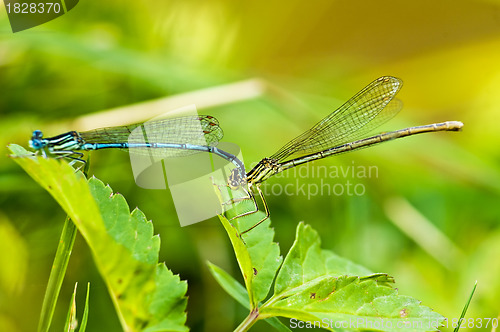 Image of Azure Damselfly,Coenagrion puella during reproduction