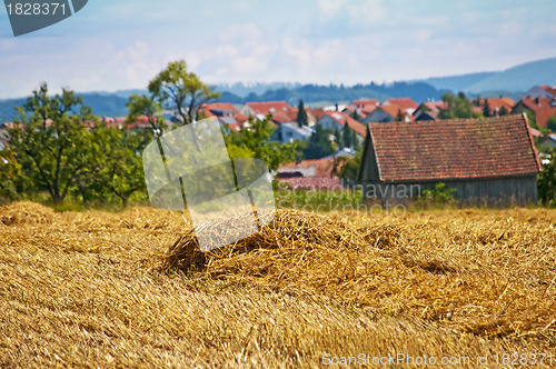 Image of wheat harvest with panormaic view