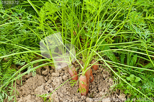 Image of cultivation of carrots