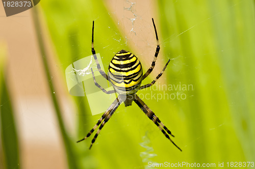 Image of  wasp spider, Argiope bruennichi