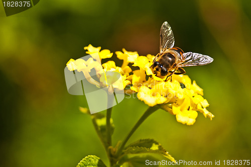 Image of hover-fly on lantana