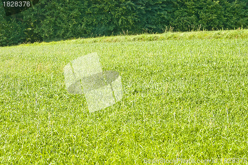 Image of Tall wheatgrass, energy grass 