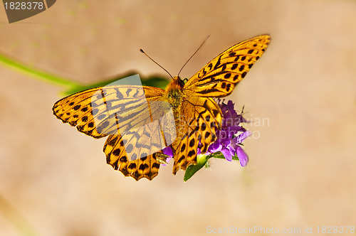 Image of Silver-washed fritillary,Argynnis paphia