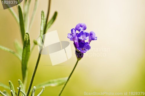 Image of Lavender