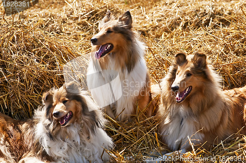 Image of American and British collie dogs
