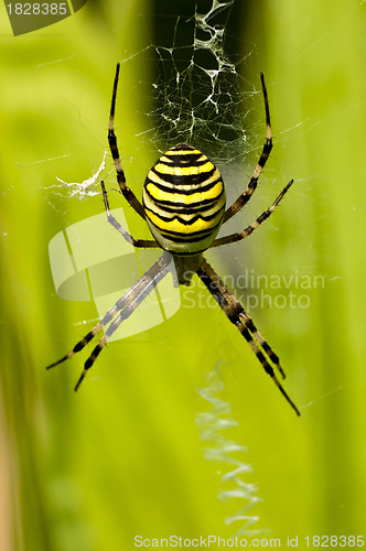 Image of  wasp spider, Argiope bruennichi