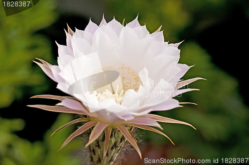 Image of blooming cactus