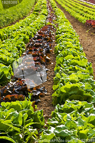 Image of salad cultivation
