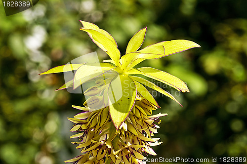Image of Pineapple flower, Eucomis comosa