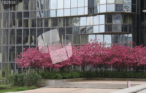 Image of Flowering in La Défense