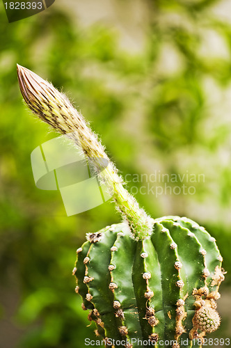 Image of cactus Echinopsis eyriesii