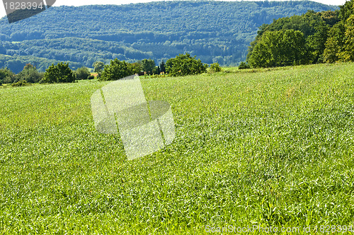 Image of Tall wheatgrass, energy grass 