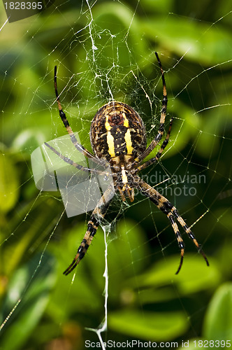 Image of  wasp spider, Argiope bruennichi