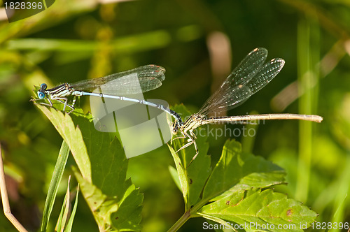 Image of Azure Damselfly,Coenagrion puella during reproduction