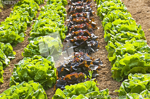 Image of salad cultivation