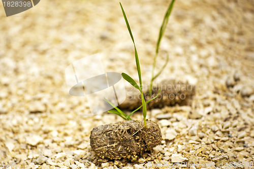 Image of dung with seedling