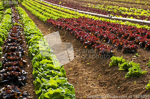 Image of salad cultivation