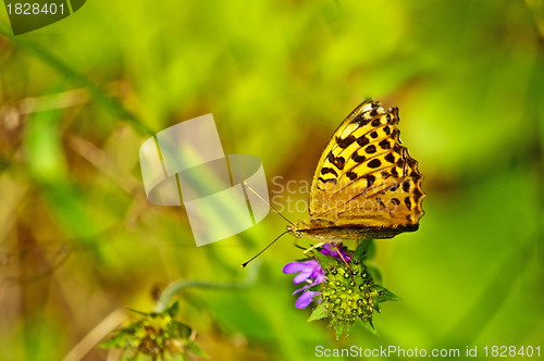 Image of Silver-washed fritillary,Argynnis paphia