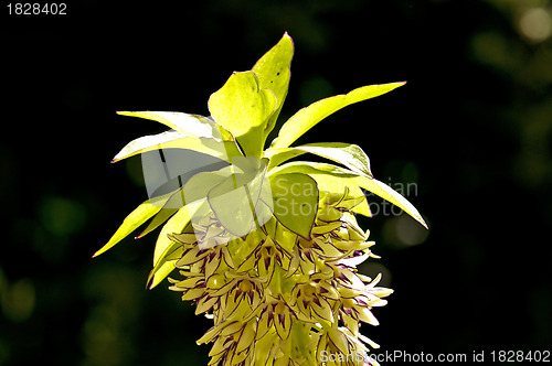 Image of Pineapple flower, Eucomis comosa