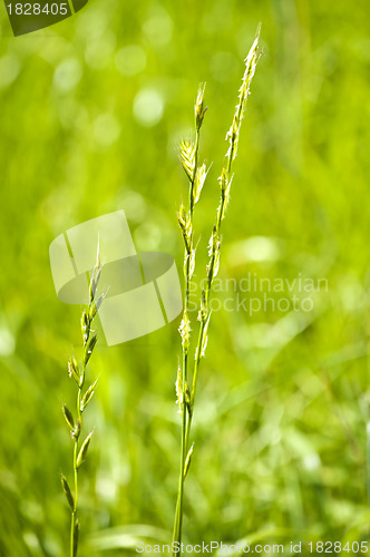 Image of Tall wheatgrass, energy grass 