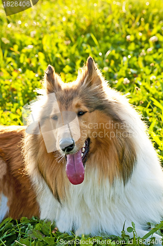 Image of collie puppy sunny