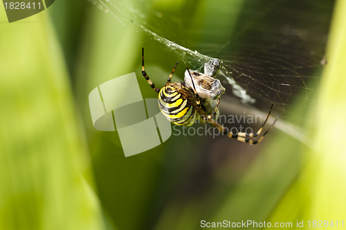 Image of Wespenspinne, Argiope bruennichi Cornacchiaia