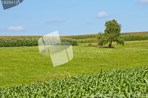 Image of fields of corn