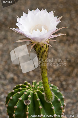 Image of blooming cactus