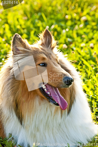 Image of American truebred collie dog