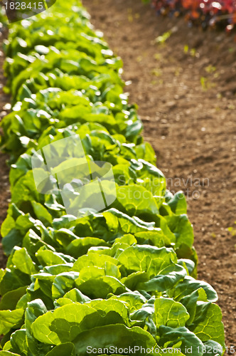 Image of salad cultivation