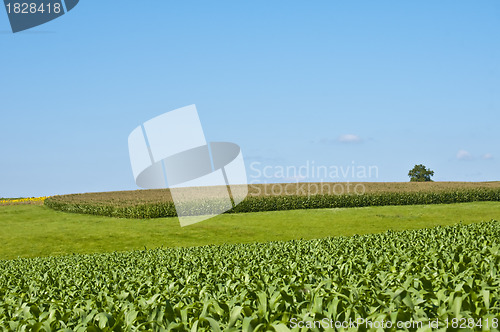 Image of fields of corn