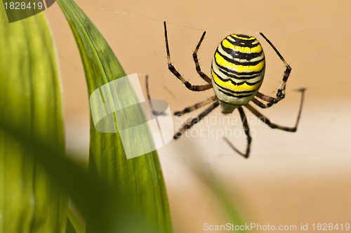 Image of Wespenspinne, Argiope bruennichi Cornacchiaia