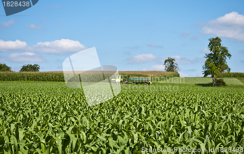 Image of corn field with tractor