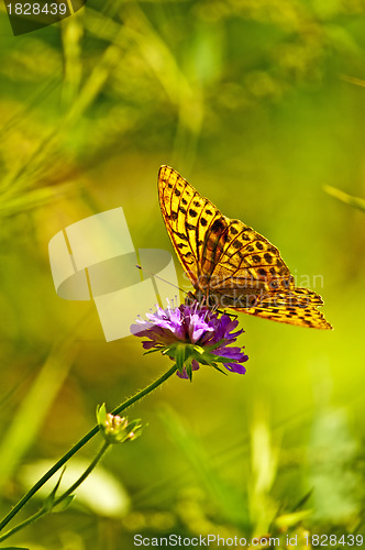 Image of Silver-washed fritillary,Argynnis paphia