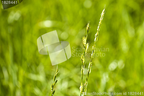 Image of Tall wheatgrass, energy grass 