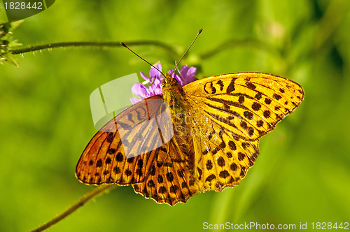 Image of Silver-washed fritillary,Argynnis paphia