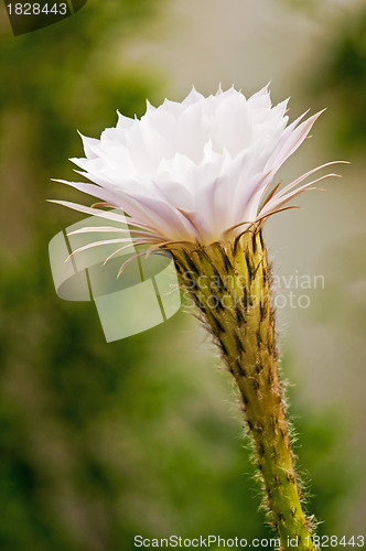 Image of blooming cactus