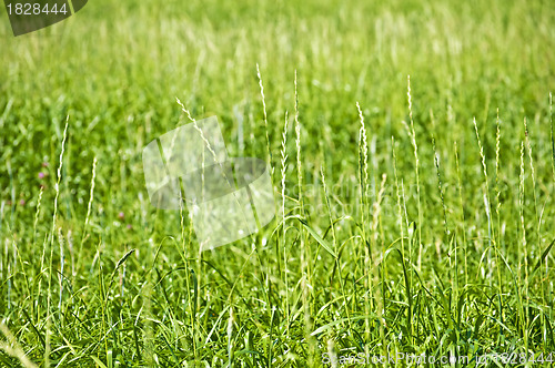 Image of Tall wheatgrass, energy grass 