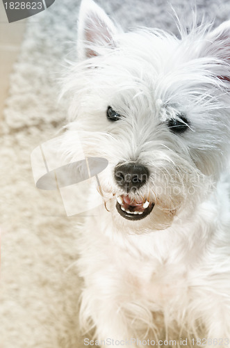 Image of West highland white terrier