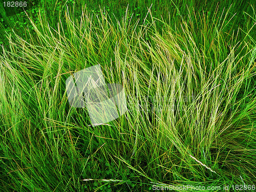 Image of wild grass background
