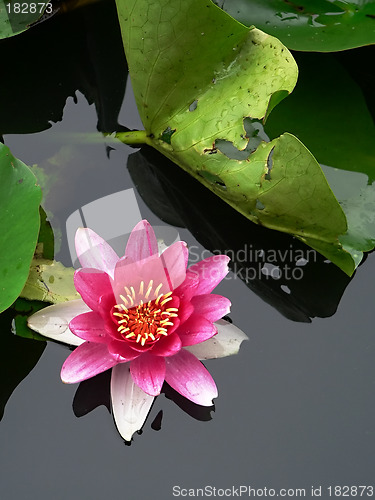 Image of lotus flower